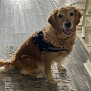 BoLux Tactical Dog Harness – NWT – Choose XL Red or L Gray No Pull – Heavy Duty